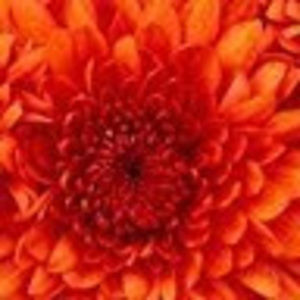 Meet your Posher, Maya